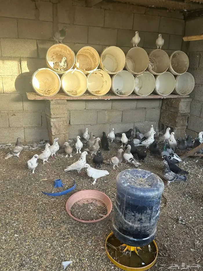 حمام مشكل 0