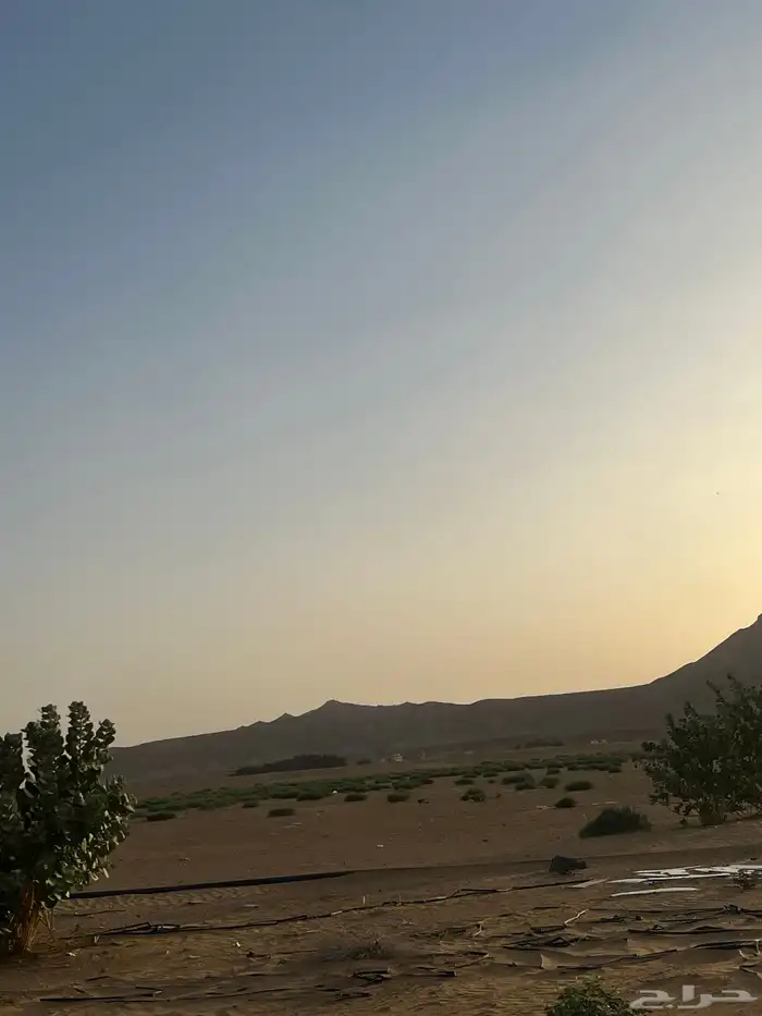 مزرعه للايجار محور رشاش خمس ابراج ارض زراعيه (الموقع برك 2