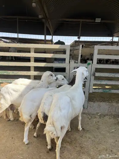 شياه رفيد مقنوي 3