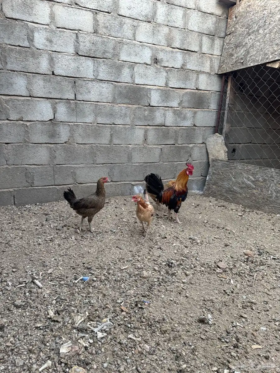 دجاج بلدي اصيل 2