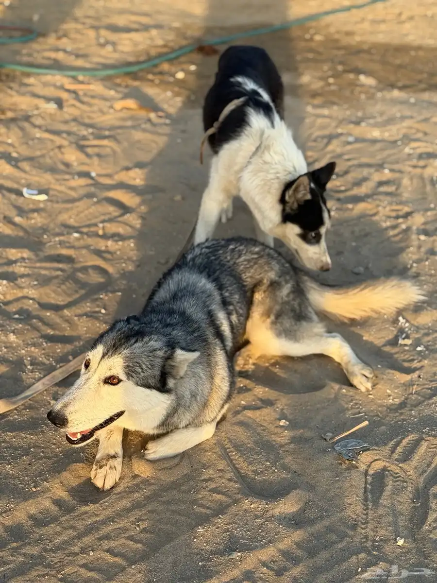 كلب هاسكي للبيع 2