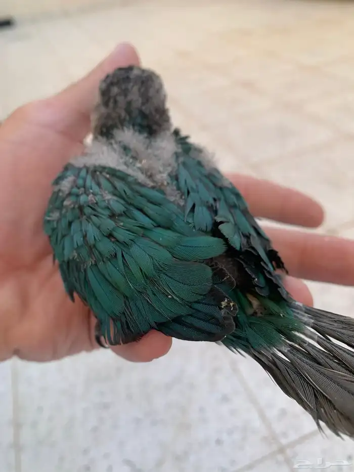 للبيع فرخين كنيور 2