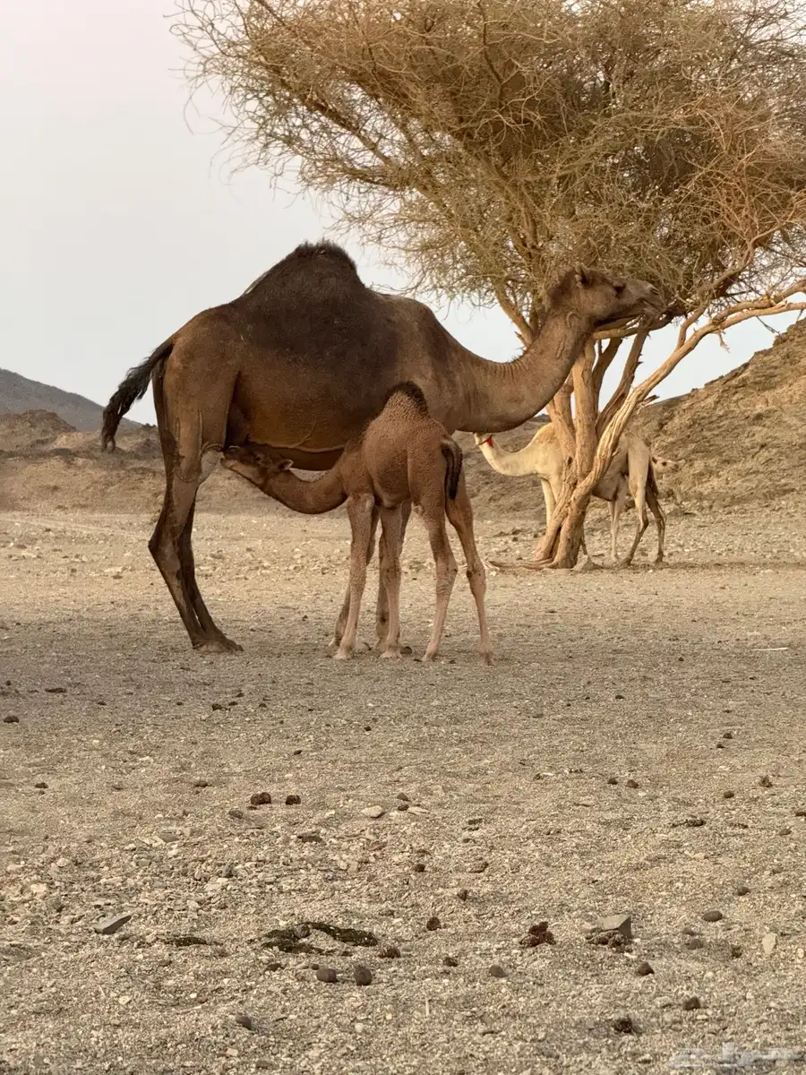 ناقه خلفه حليبها وسط هديه مشروطه 0