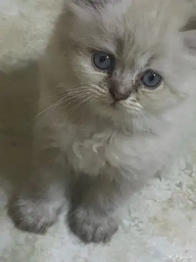 بيع 1