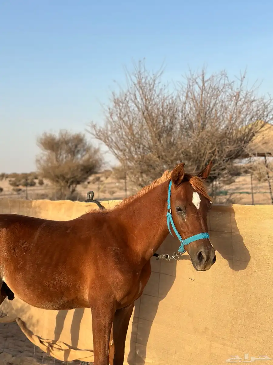مهر شعبي 0