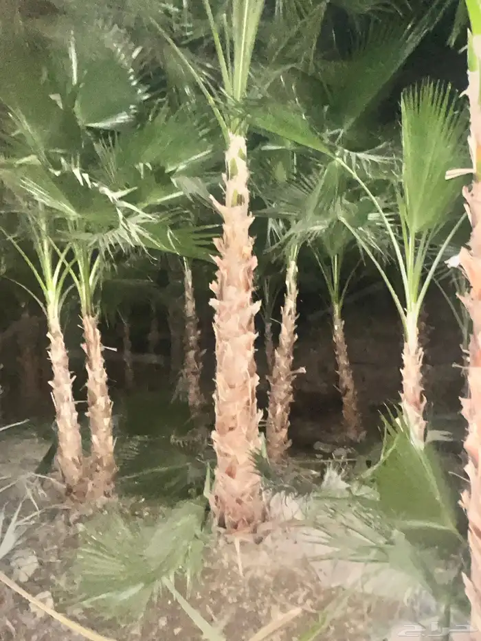 نخل عربي ووشنطوني زينه للبيع 5