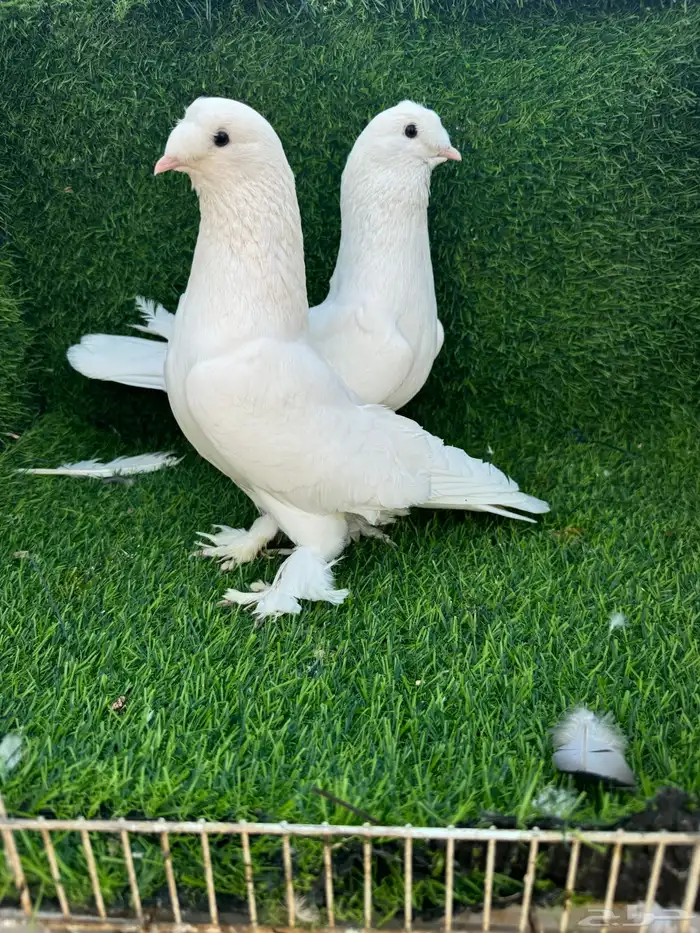 حمام تركي ابيض 0