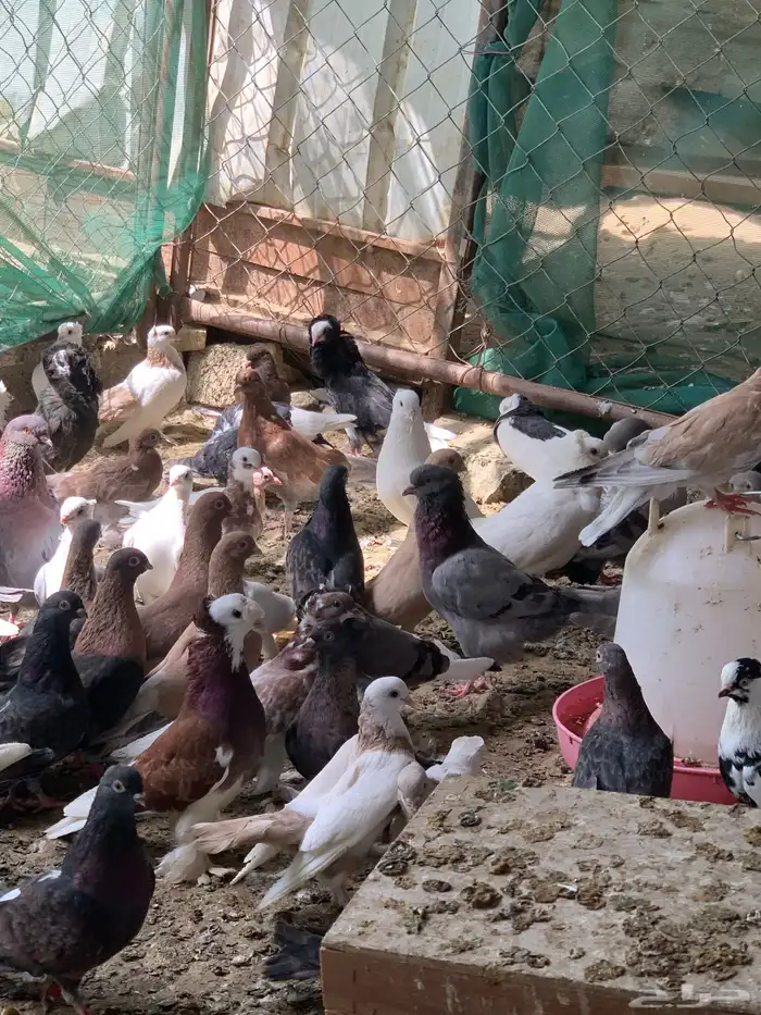 للبيع جمله حمام كوله اجواز 33