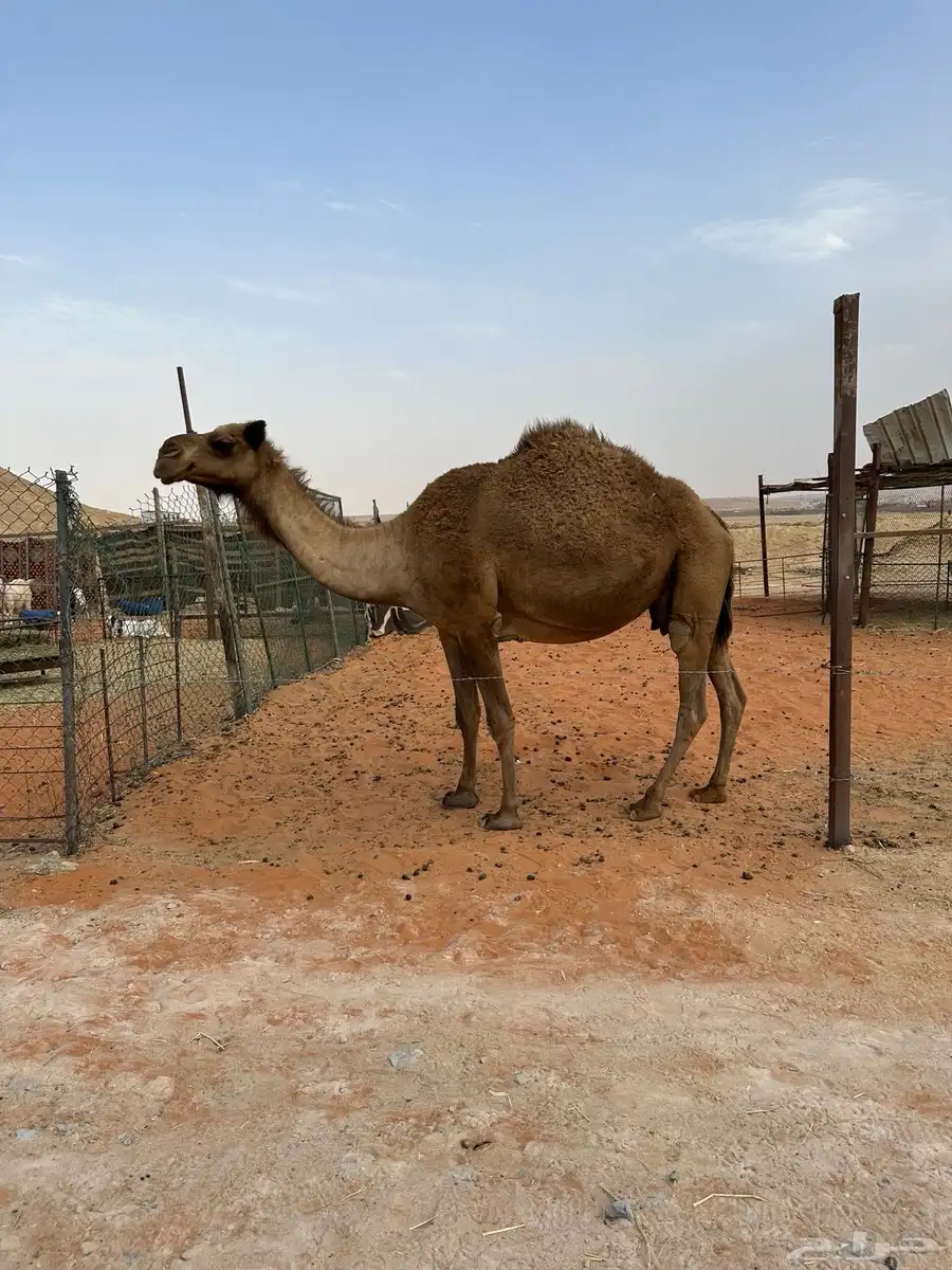 ناقه 0