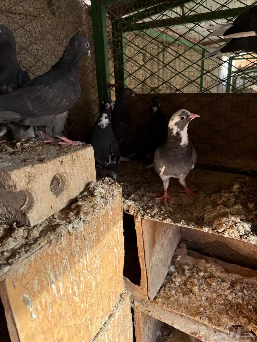 حمام قطايف طبات 3