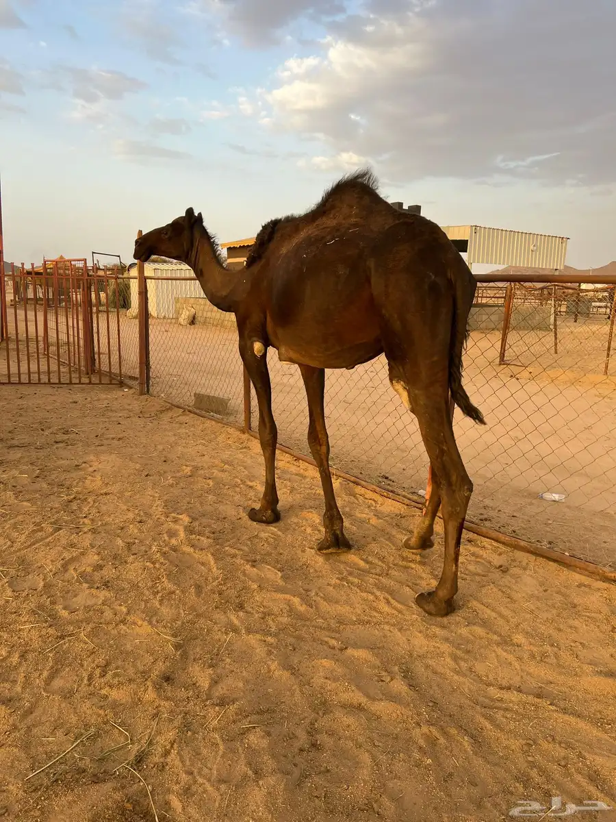 قعدان وبكار 5