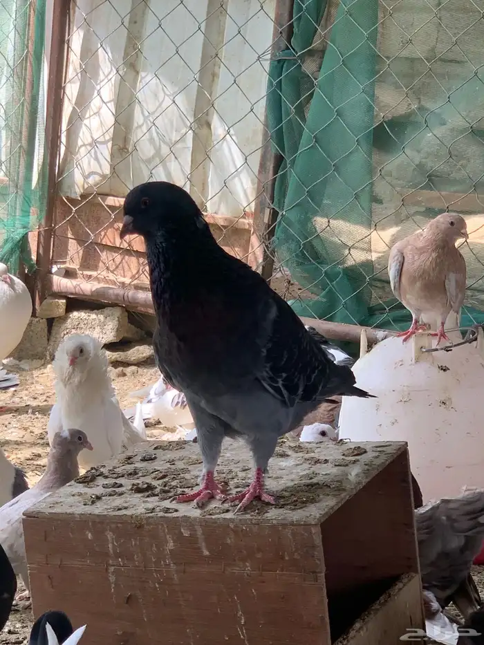 للبيع جمله حمام كوله اجواز 8