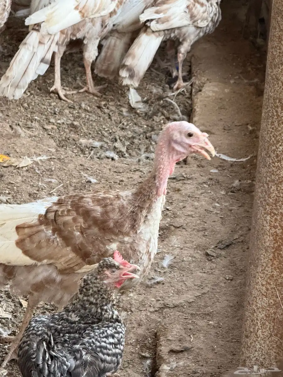 رومي عمر 8 اشهر فما فوق 24 حبة 2