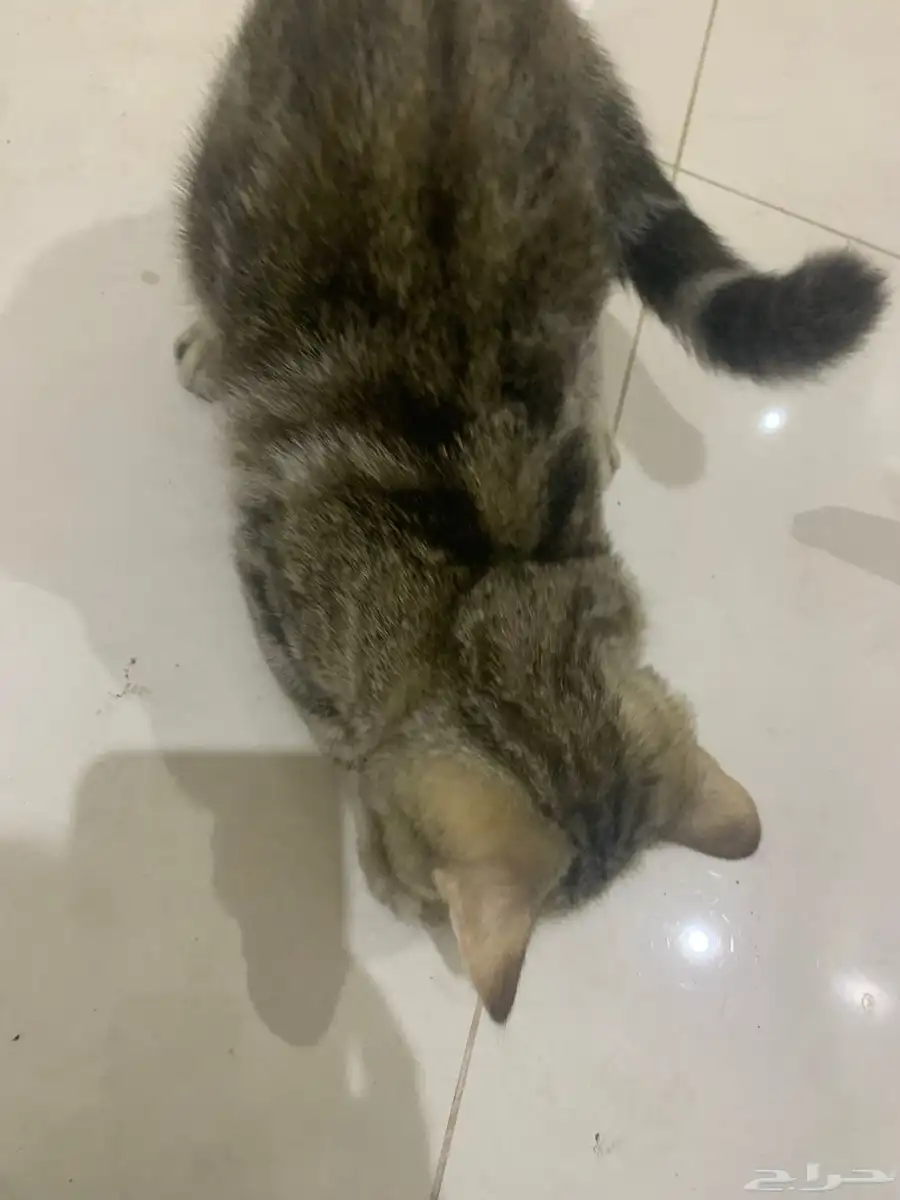 قطه للبيع بيع مستعجل 2