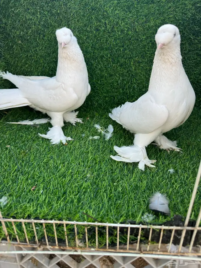 حمام تركي ابيض 4