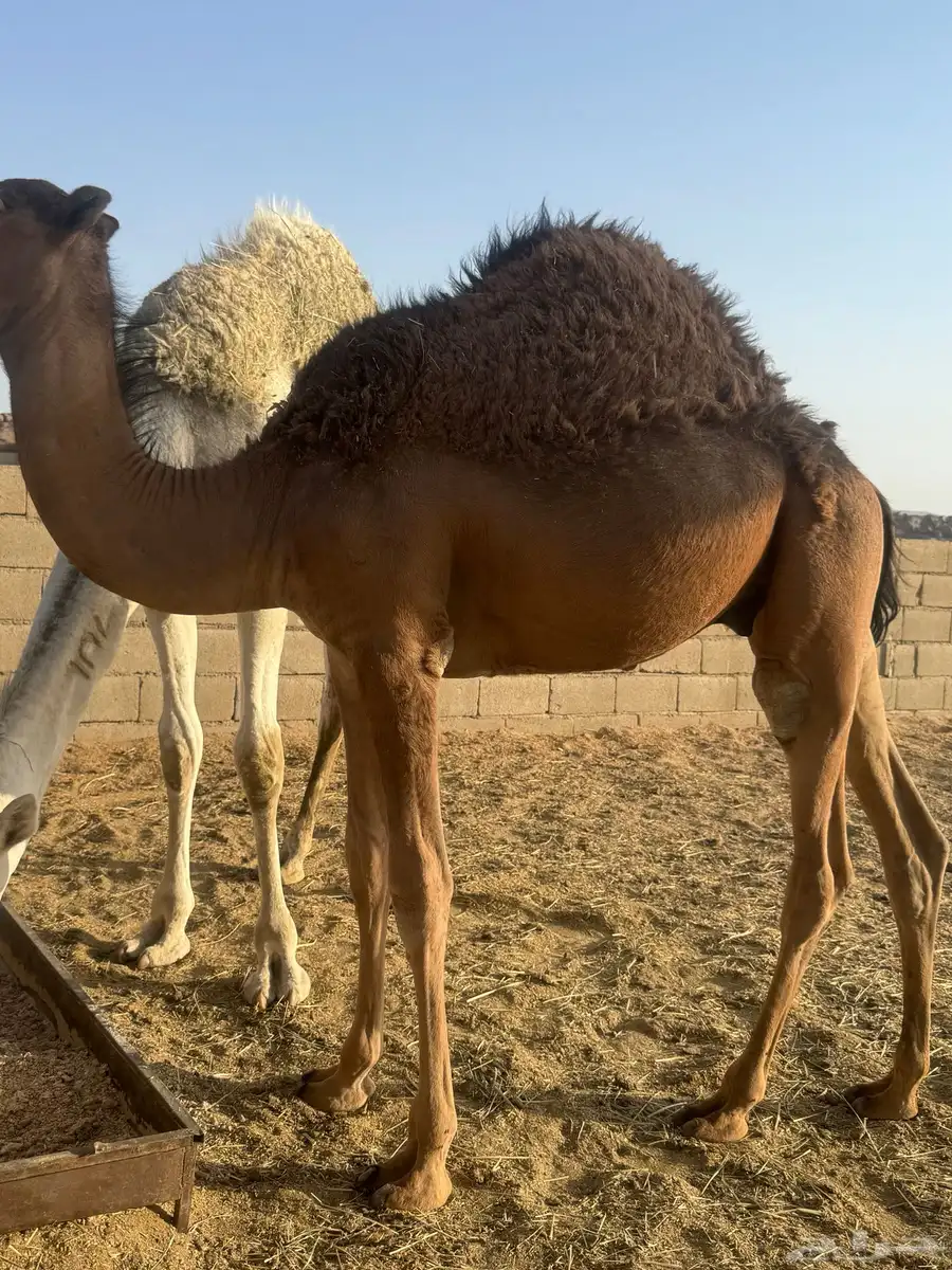قعود للببيع فل شحم ع حليب امه 0