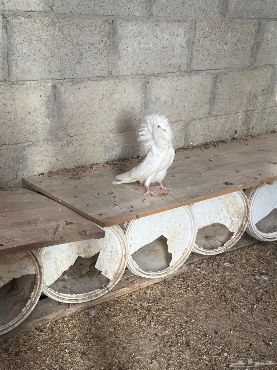 حمام جاكوبين 1