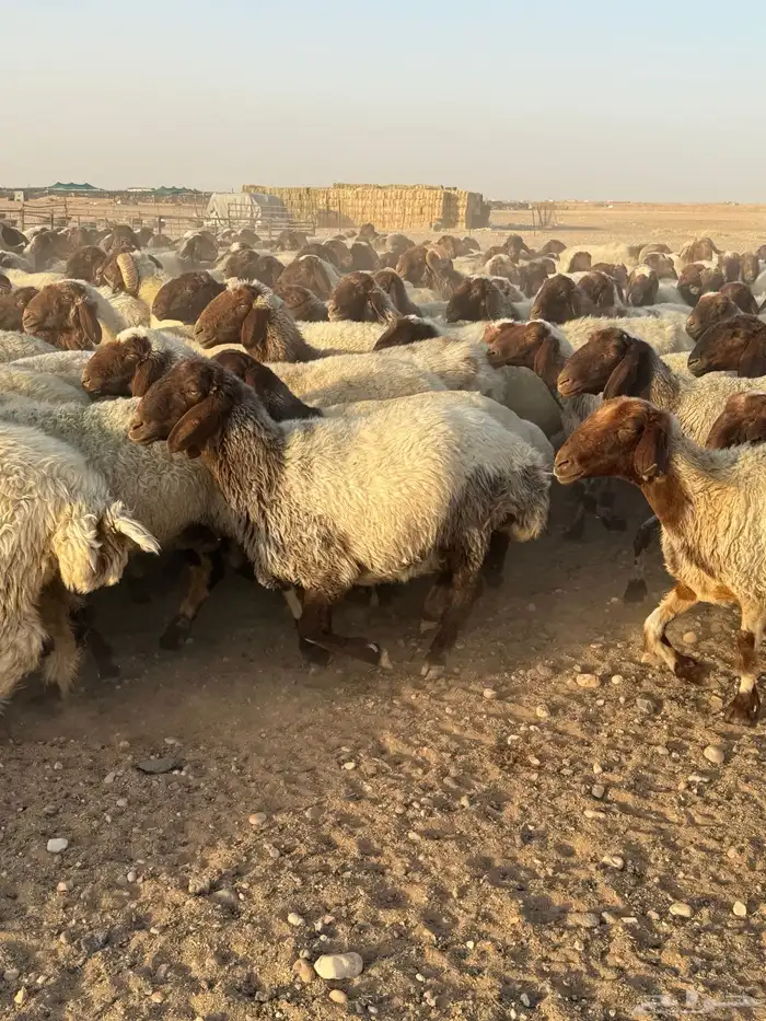 غنم نعيم مراح العدد 400 10