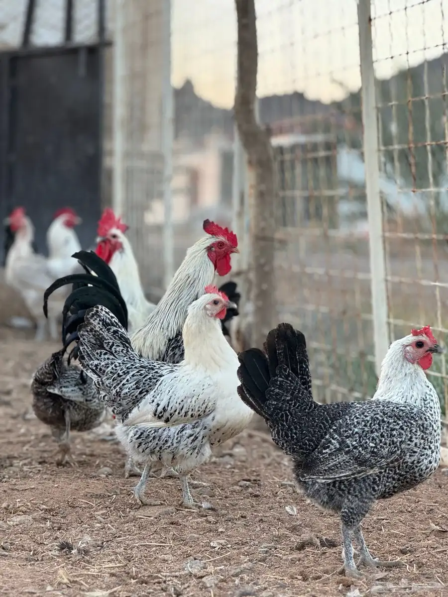 للبيع دجاج فيومي 4