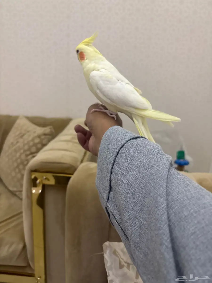 كروان اليف البينو 0