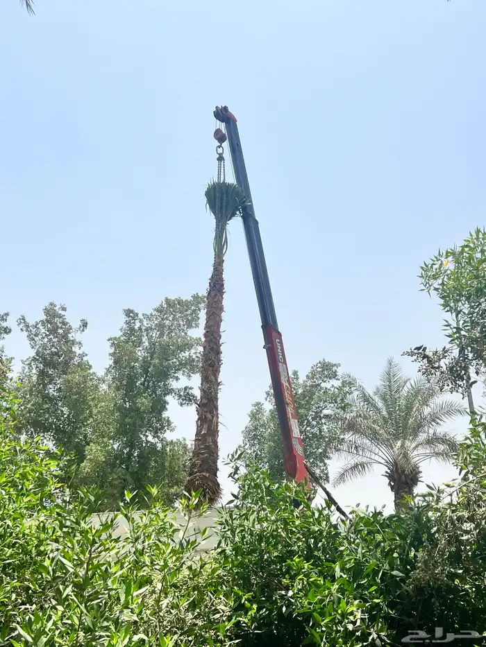 نخل عربي ووشنطوني زينه للبيع 4