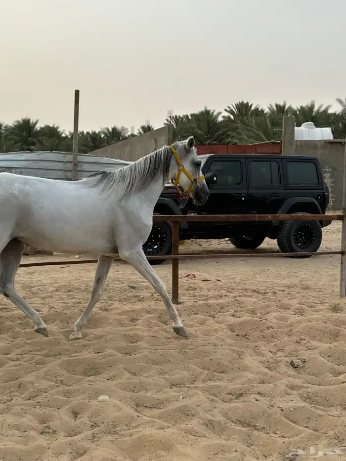 حصان واهو مصري بيور ..فرس شعبيه 16