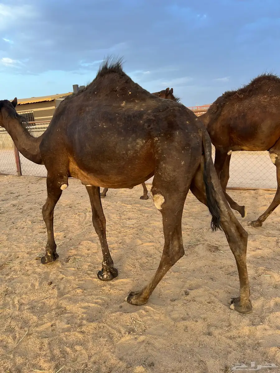 قعدان وبكار 4