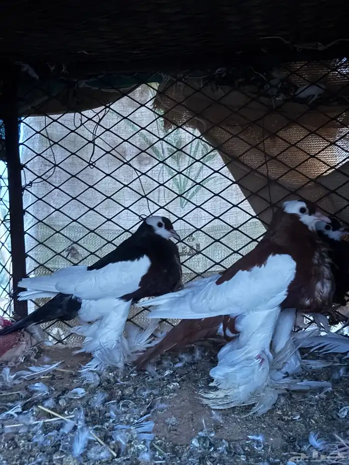 حمام نفاخ شرط ذكر مزوج ثنتن انثىى 4