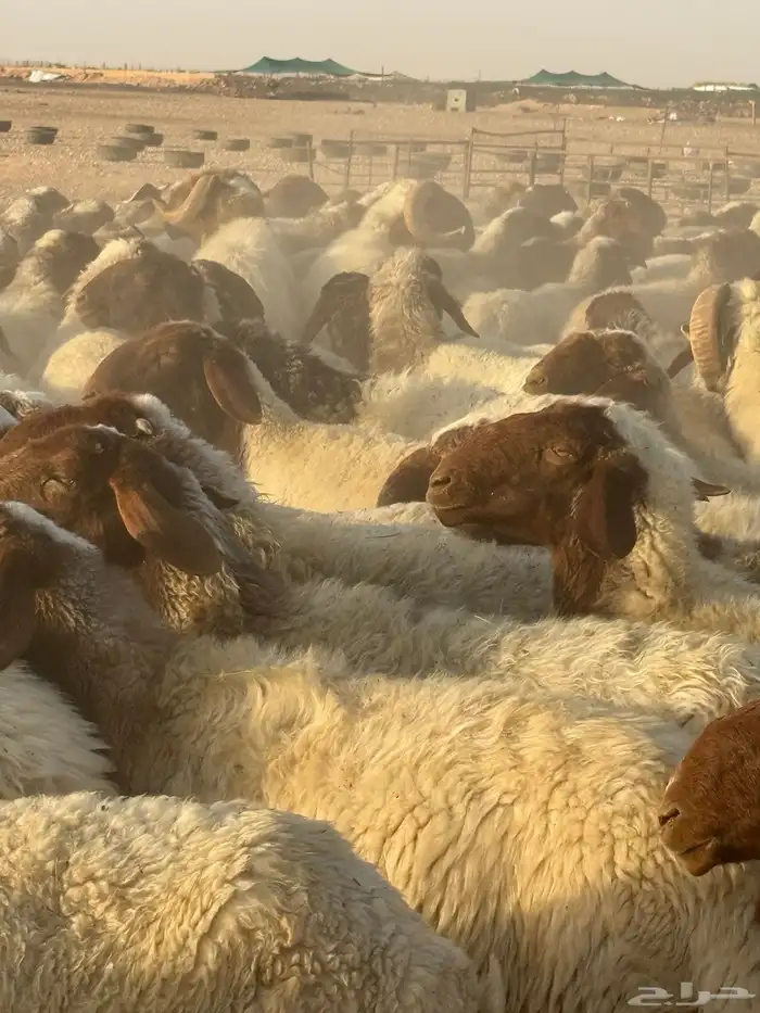 غنم نعيم مراح العدد 400 8