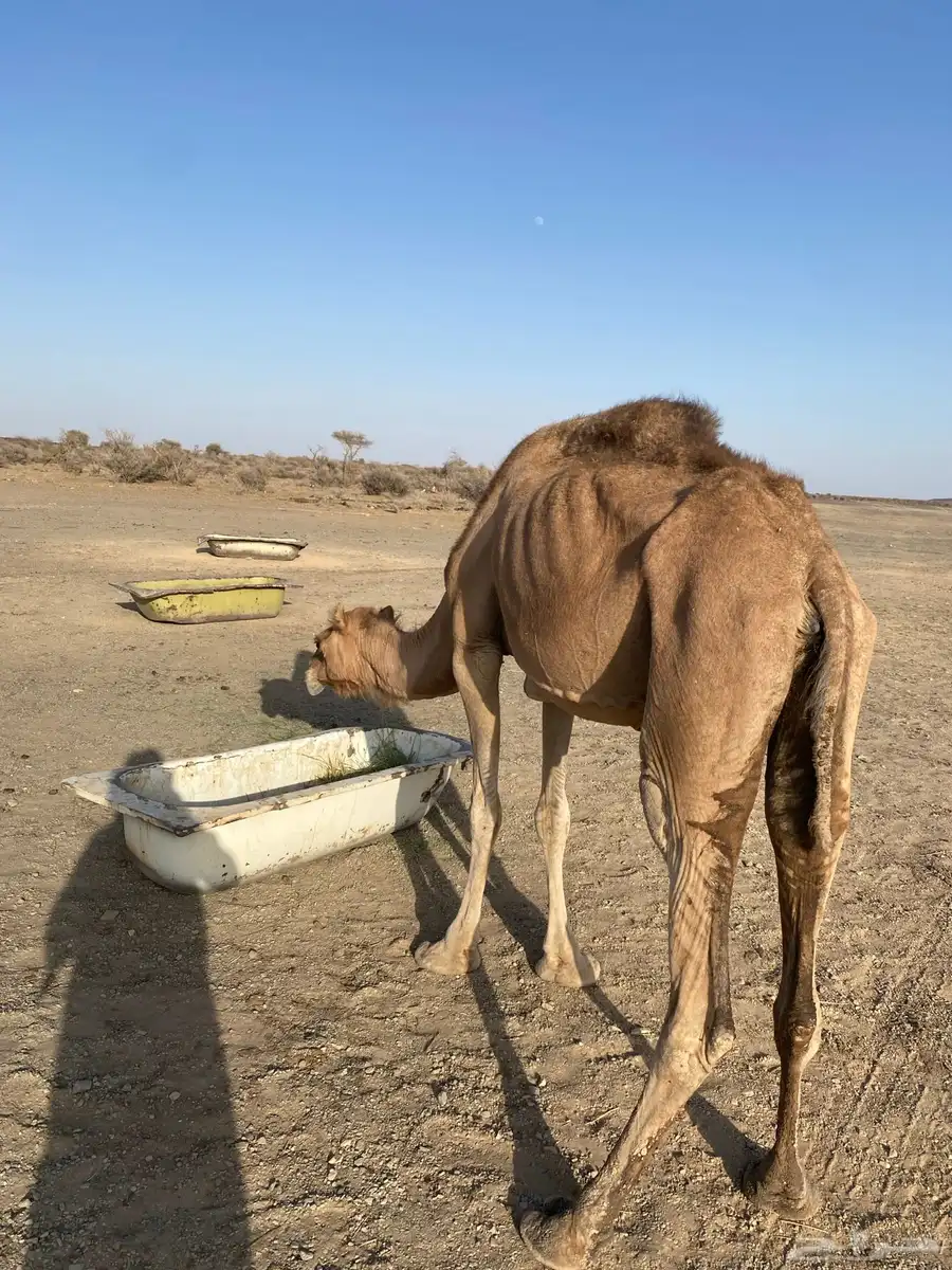 للبيع ناقه مموت 1