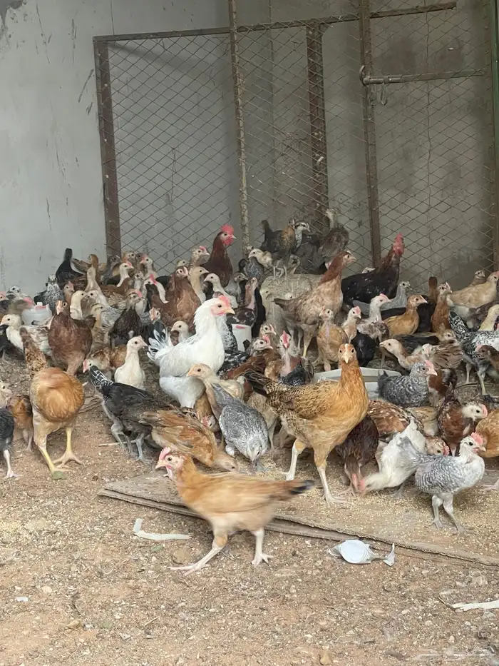 دجاج بلدي بياض وديوك 0