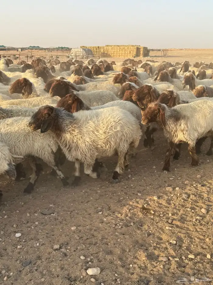 غنم نعيم مراح العدد 400 12