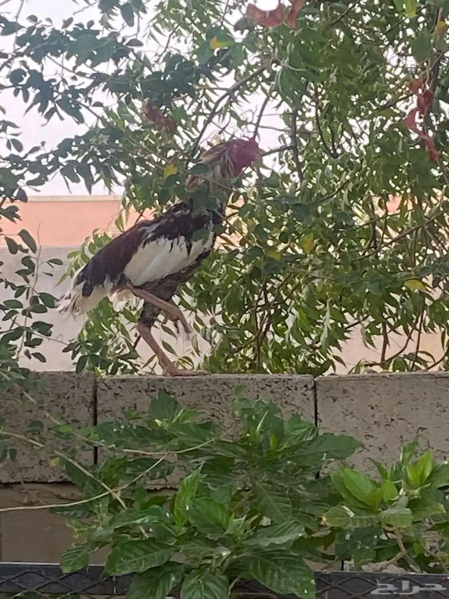 ديك 1