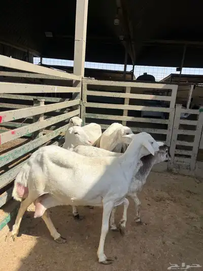 شياه رفيد مقنوي 2