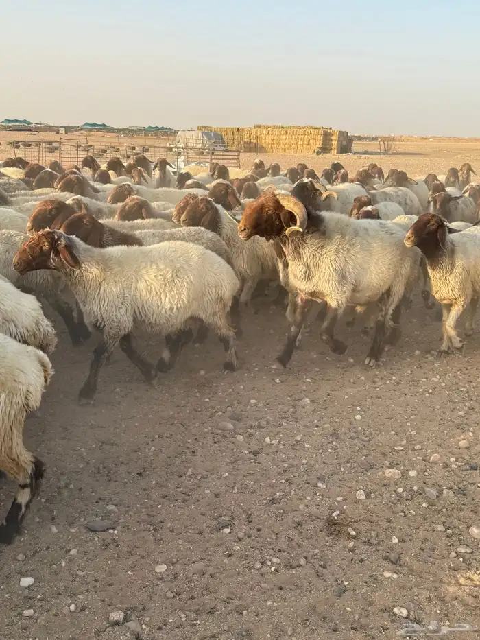 غنم نعيم مراح العدد 400 11