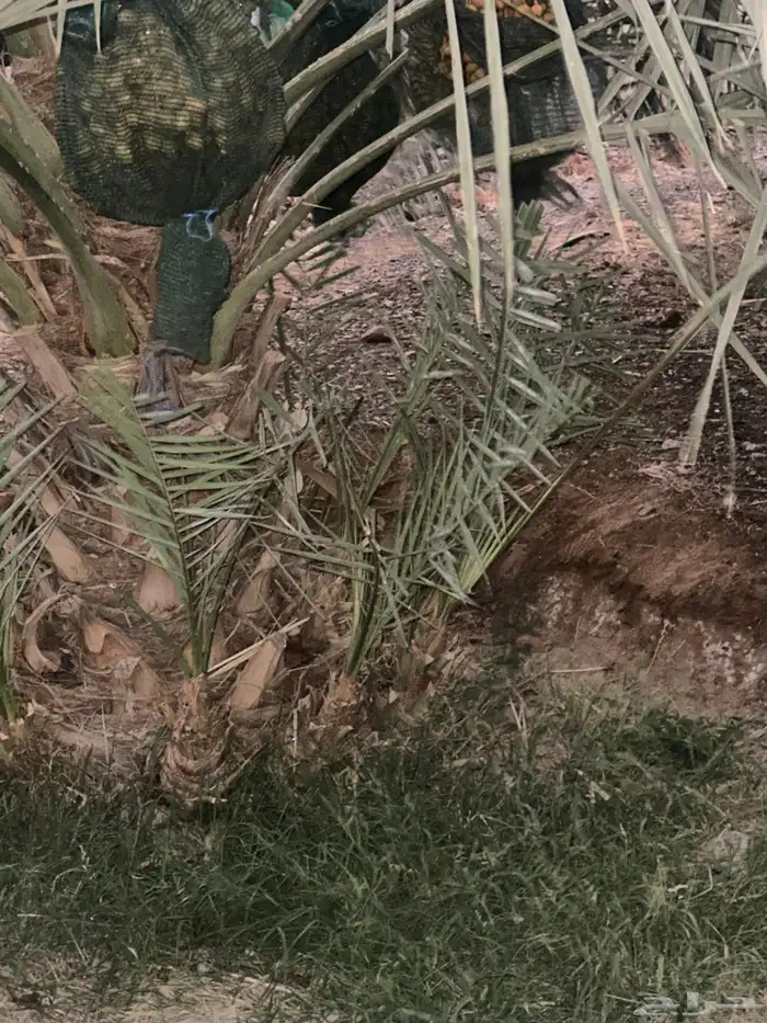 اصنى نخيل لبيع 1