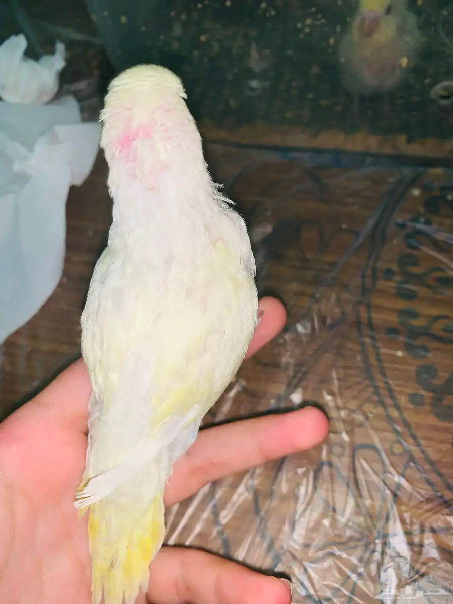 طيور 0