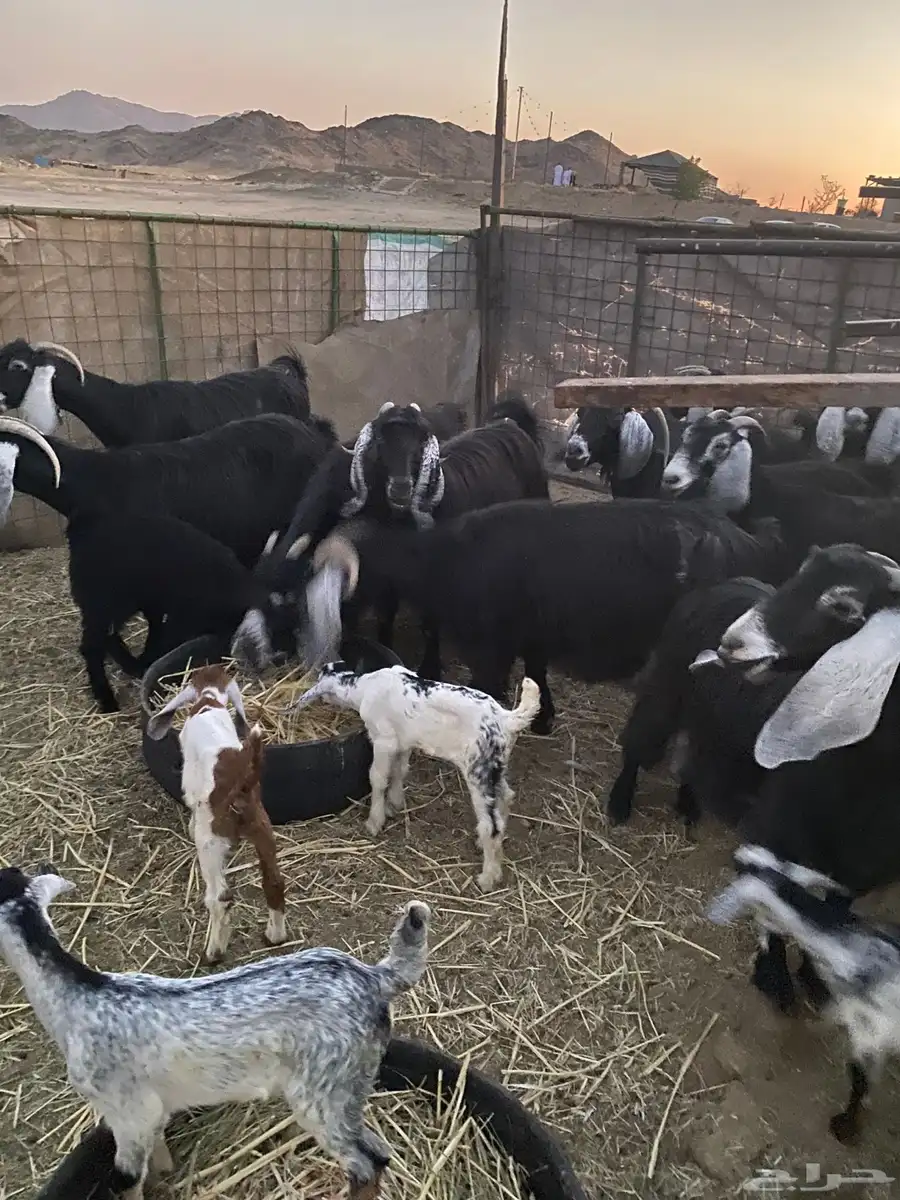 معزا عرارض تم البيع 6