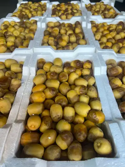 روثانا المدينة 1
