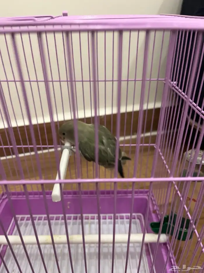 طير روز للبيع على السوم معاه الاكل و القفص . 8