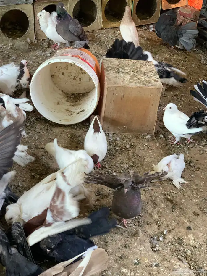 للبيع جمله حمام كوله اجواز 18