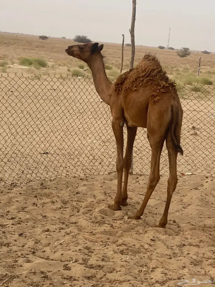 اثنين قعدان لباني 3