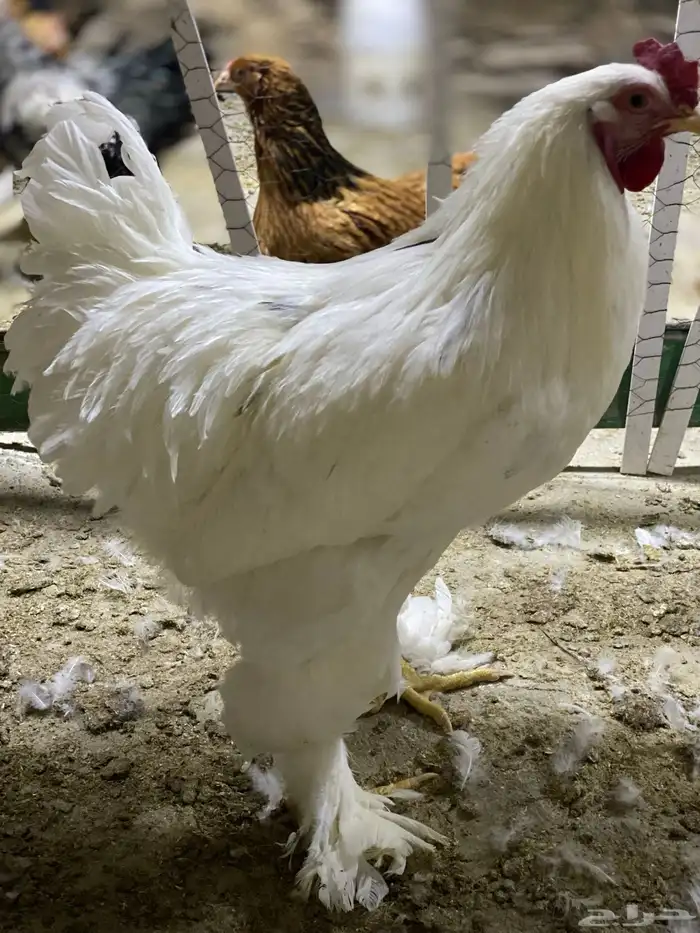 براهما ديوك 4