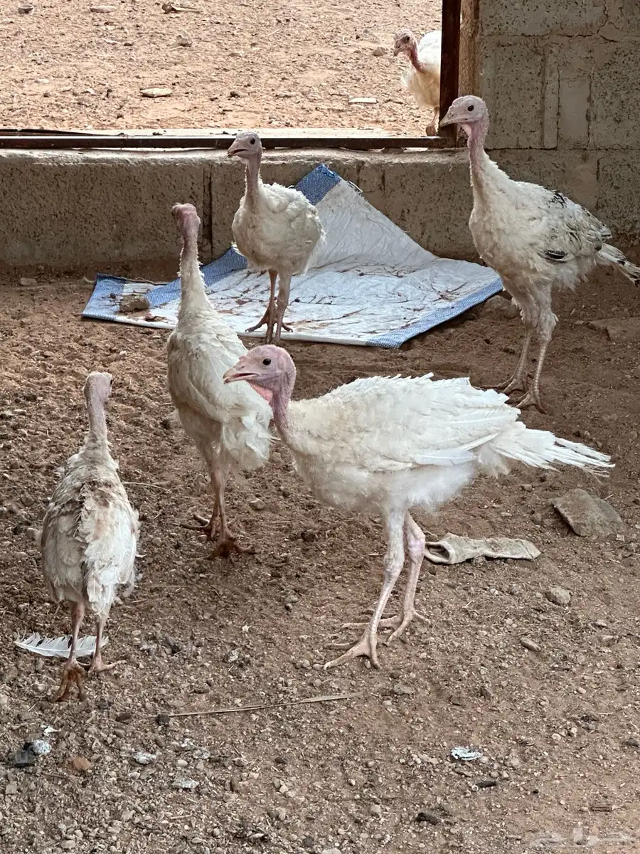 دجاج رومي 2