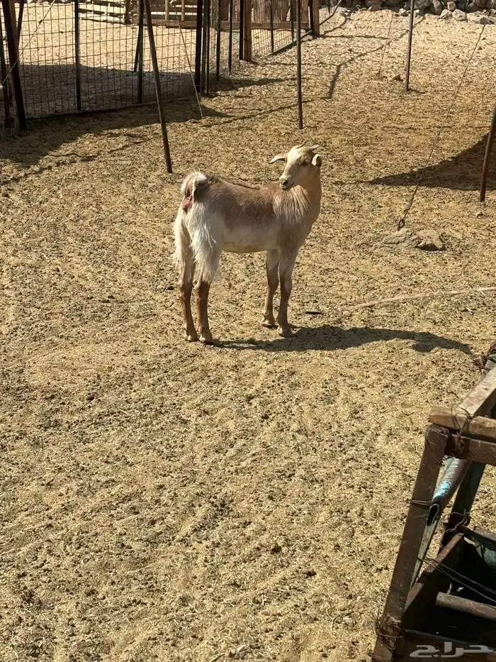 الشميسي طريق الخواجات 0