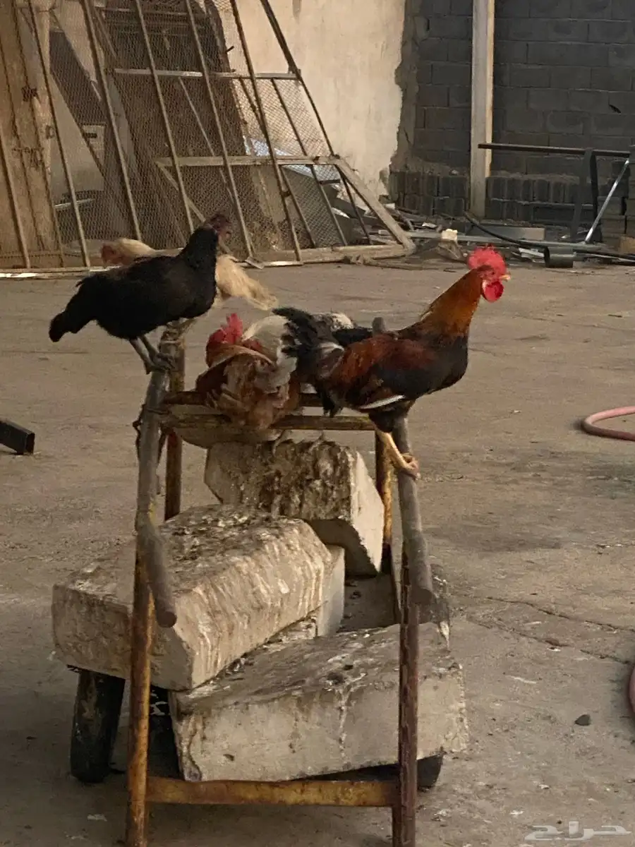 ديوك فيومي وبلدي 5