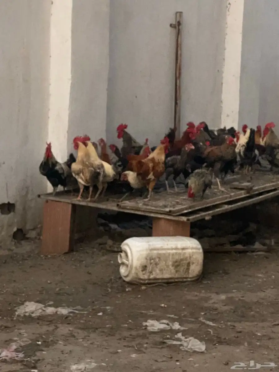 ديوك فيومي وبلدي 4