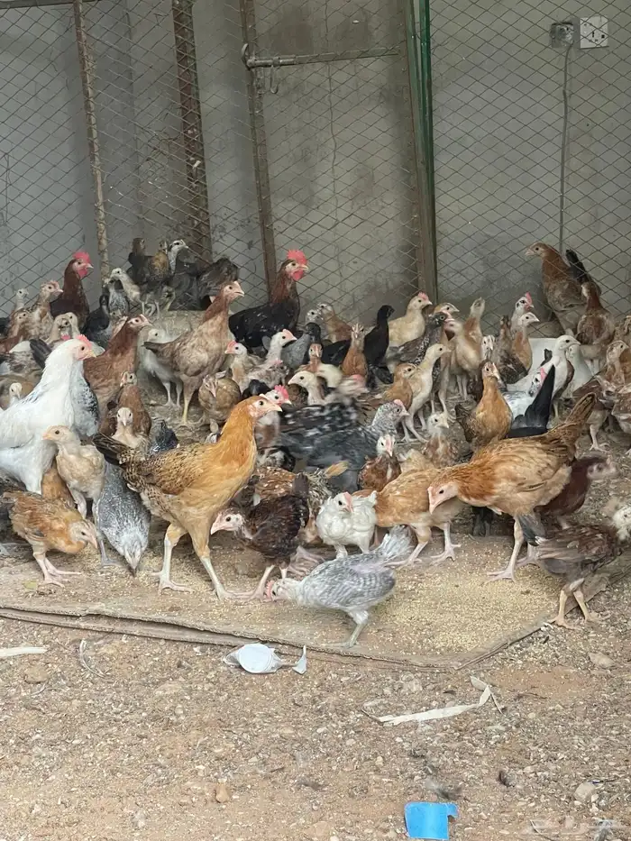 دجاج بلدي بياض وديوك 1