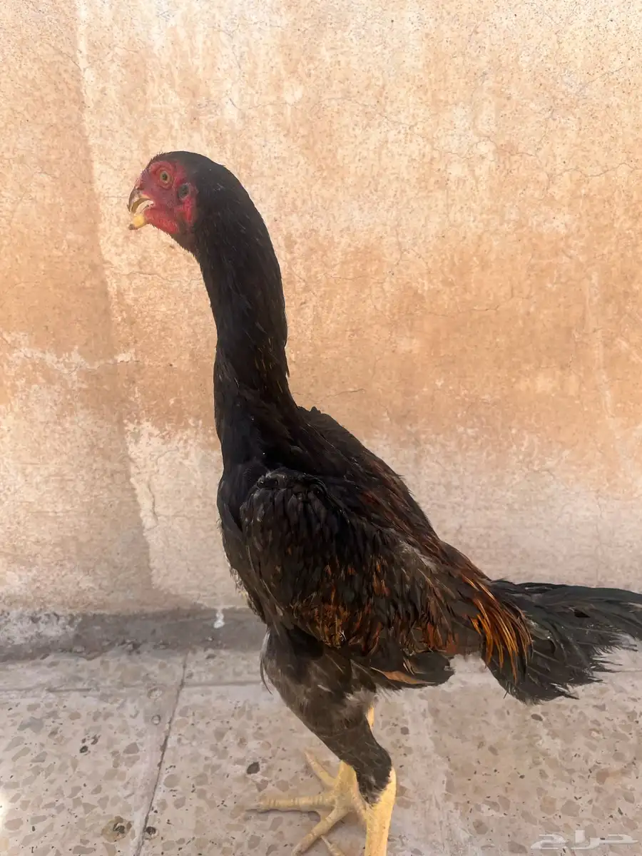 زوج شامو يباني 6