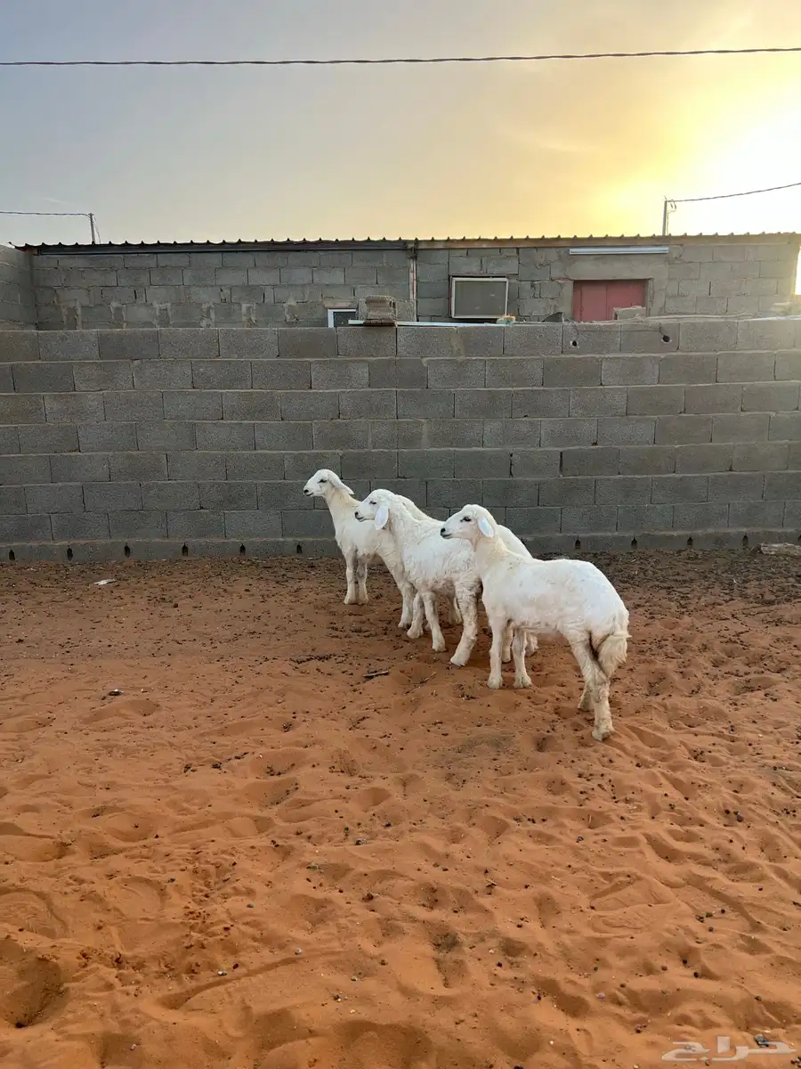 تم البيع رخال حريات 0